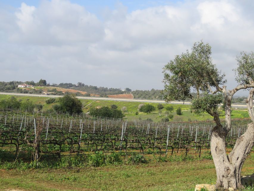 From Lagos: Private Algarve Wineries Tour With Tastings - Wineries Description