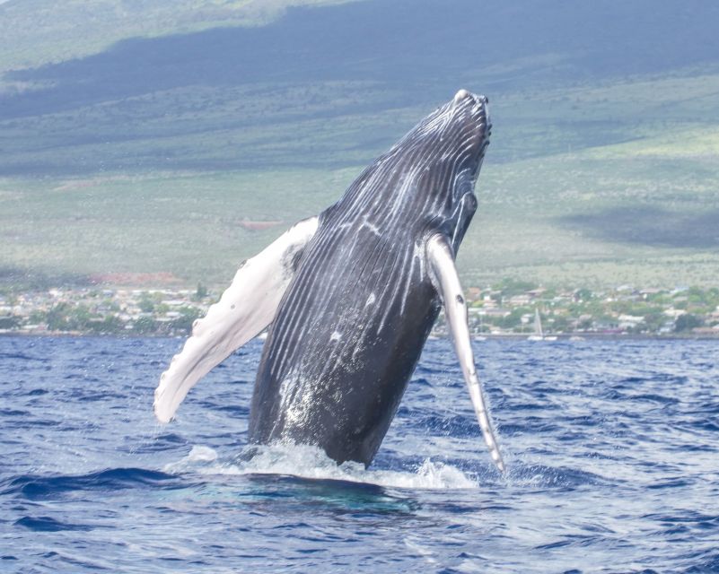 From Maalaea: Whale Watching Catamaran Cruise With Drinks - Onboard Amenities