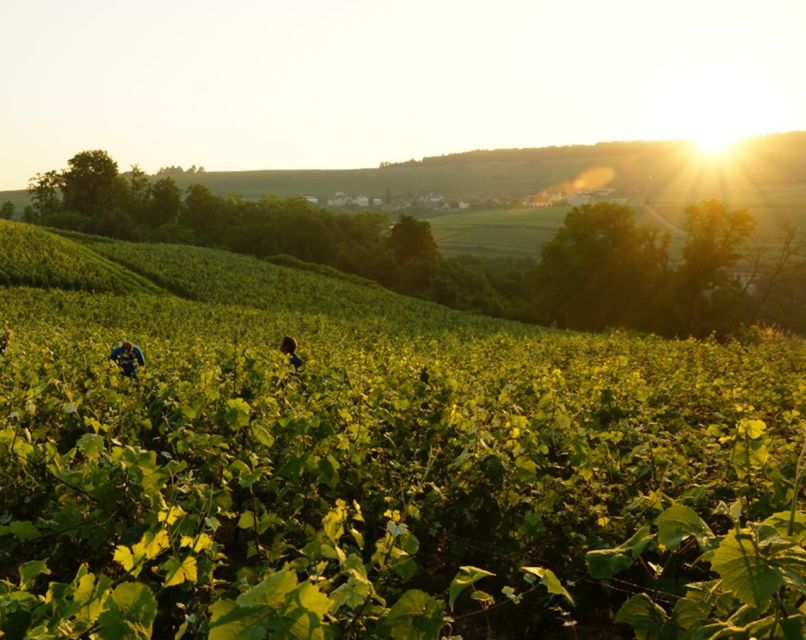 From Paris: Champagne Region Day Trip With Tastings & Lunch - Champagne Tasting