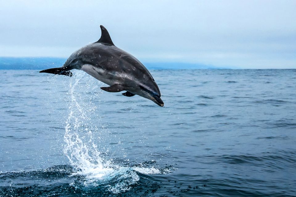 From Ponta Delgada: Whale and Dolphin Watching Trip - Customer Reviews