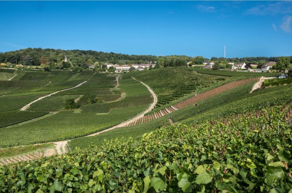 From Reims: Champagne Day Trip to Two Local Domains & Lunch - Avenue De Champagne