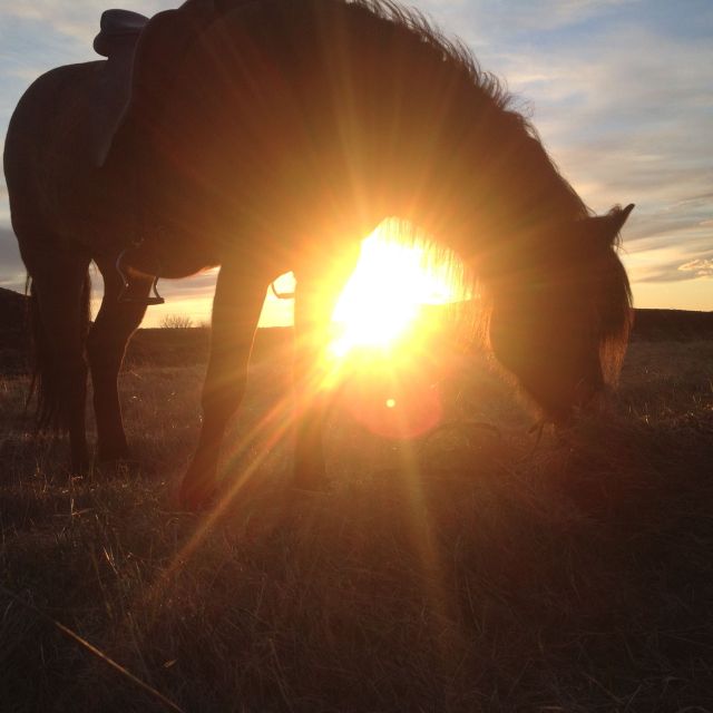 From Reykjavik: Evening Horseback Tour With Transfer - Riding Equipment and Attire