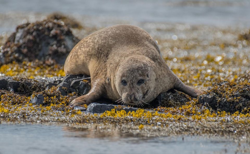 From Reykjavik: Snæfellsnes Peninsula Tour With PRO Photos - Professional Guide and Driver