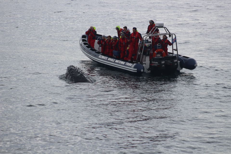 From Reykjavik: Whale and Puffin Watching RIB Boat Tour - Tour Period