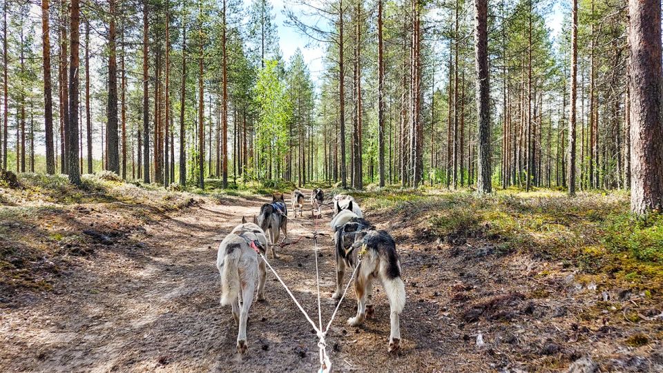 From Rovaniemi: Autumn Husky Safari Adventure - Important Details