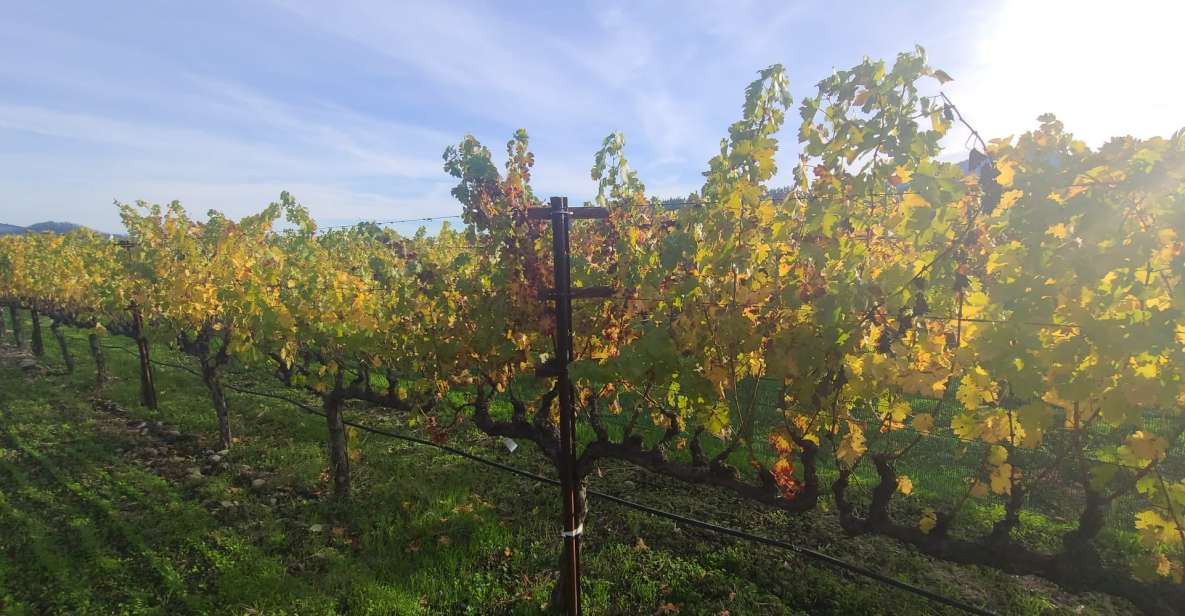 From San Francisco: Napa and Sonoma Private Wine Tour - Wine Tasting Experiences