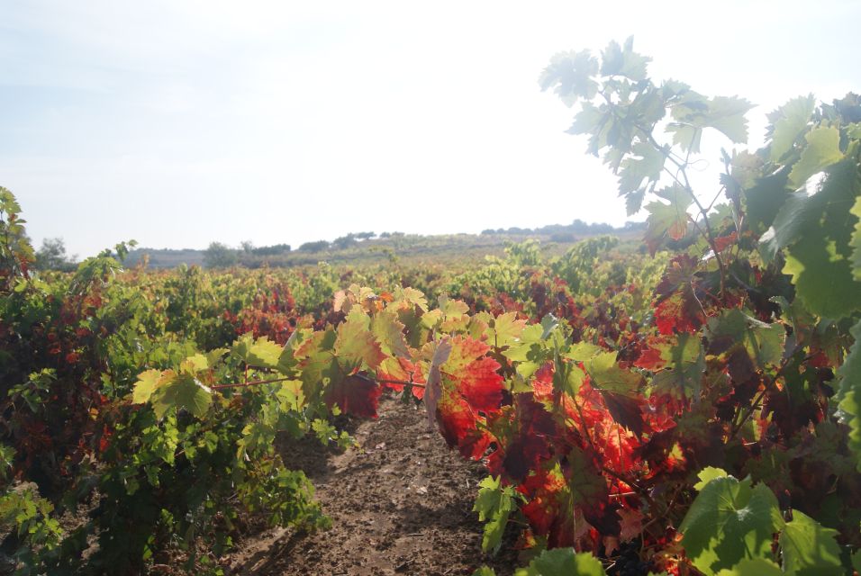 From San Sebastian/Bilbao/Vitoria: La Rioja Wineries Tour - Meeting Point