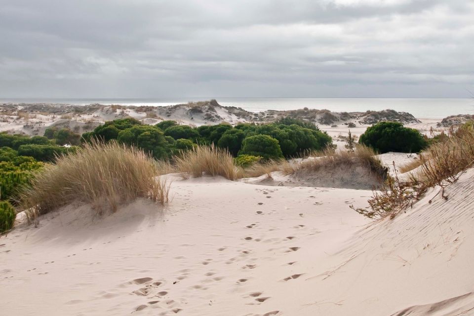 From Seville: Doñana National Park 4x4 Tour - Important Information