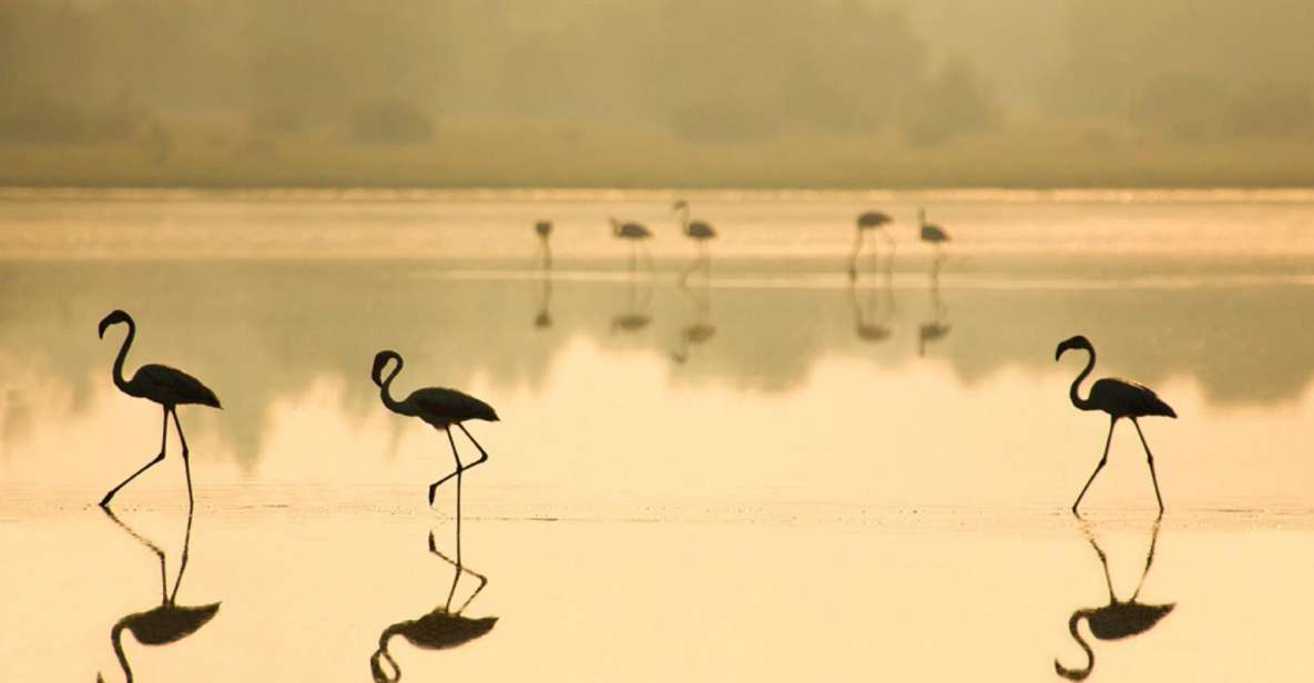 From Seville: Doñana National Park Full-Day Private Tour - Visit to El Rocío