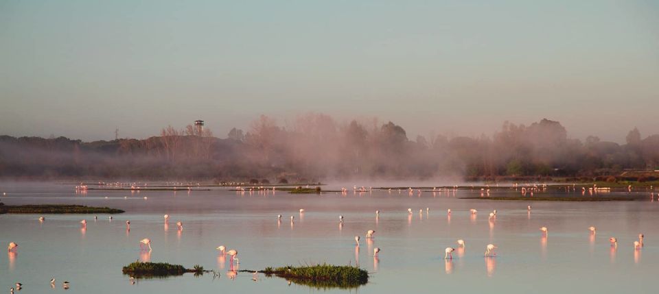 From Seville: Doñana Natural Park, El Rocío and Matalascañas - Visiting El Rocío Village