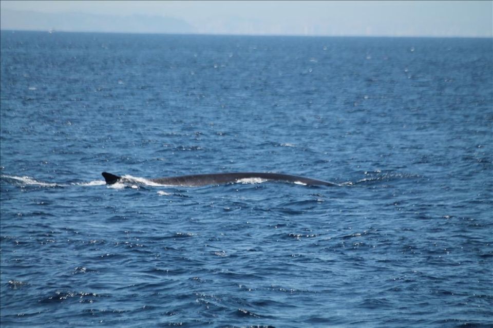 From Seville: Gibraltar Dolphins Watching Day Trip - Meeting Points and Requirements