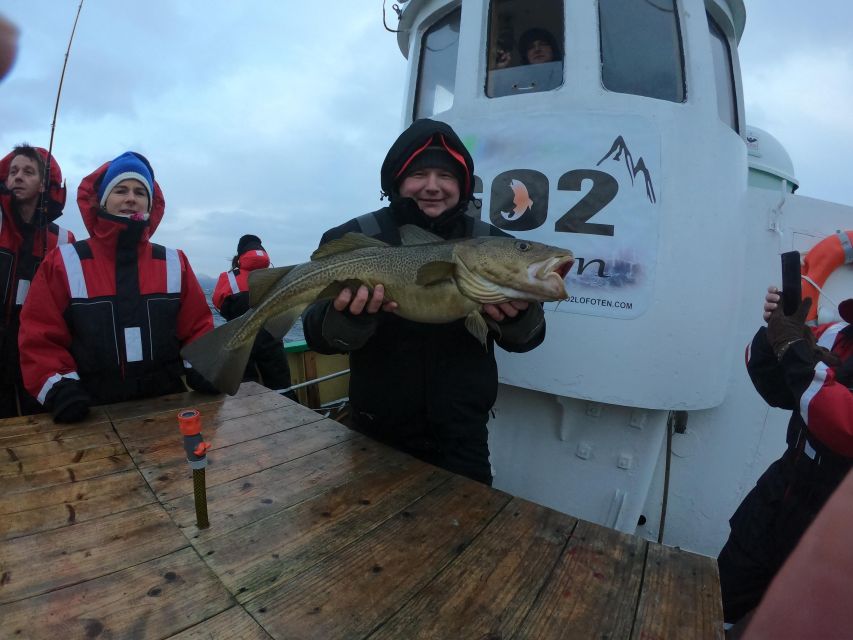 From Svolvaer: Lofoten Fishing Boat Cruise - Feeding Seabirds With Fish Guts