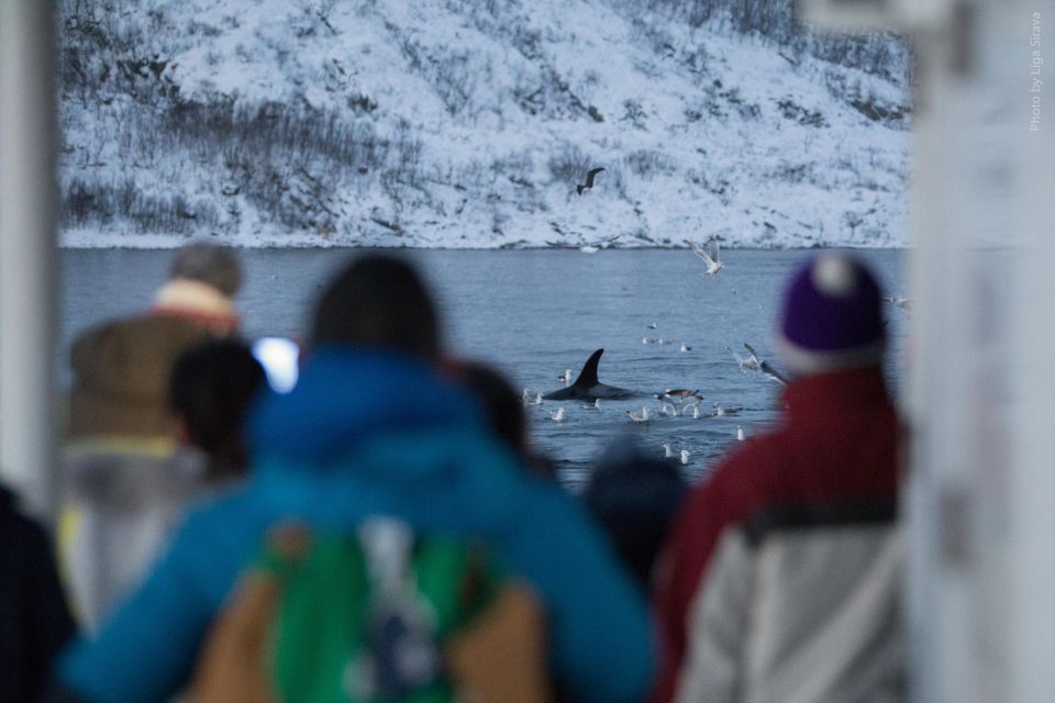 From Tromsø: Overnight Northern Lights & Whale Watching Tour - Onboard Dining and Accommodations