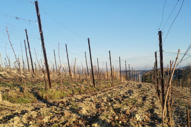 Full Day Barolo&Barbaresco Wine Tour From Milano With a Local Winemaker - Optional Lunch Experience