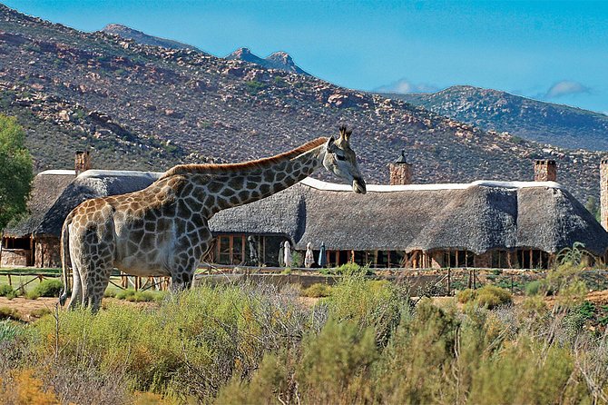 Full Day Big 5 Aquila Safari Private Transfers Including Park Fee From Cape Town - Additional Information