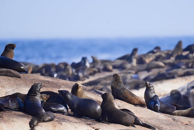 FULL Day Cape of Good Hope and Boulders Penguin Colony - Group Size and Accessibility