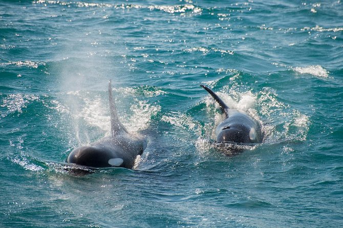 Full-Day Kenai Fjords National Park Cruise - Traveler Tips and Feedback