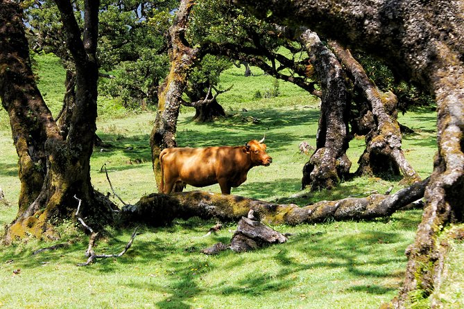 Full Day Private 4x4 Tour in West Madeira With Local Guide - Tour Accessibility and Safety