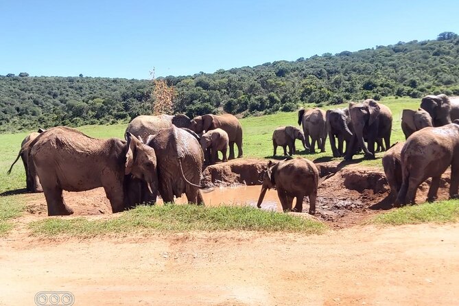 Full Day Private Addo Elephant Safari Min 2 Pax Max 6 Pax - Guides and Wildlife Encounters