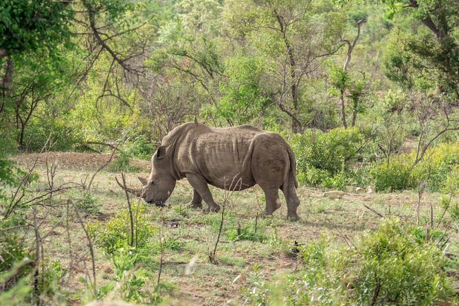 Full Day Safari Tour of Pilanesberg National Park, Open Jeep Experience - Safari Guide Expertise