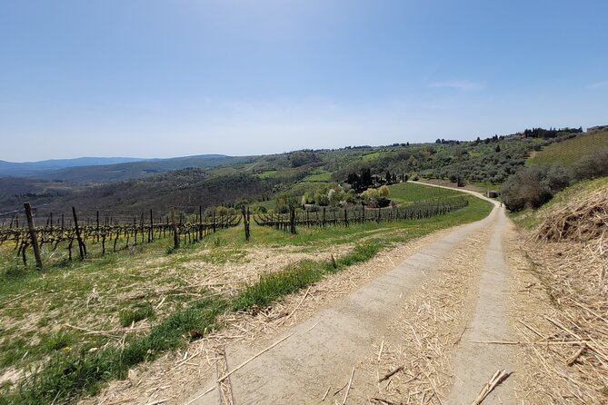 Full-Day Tuscan Hills Bike Tour - Wine and Olive Oil Tasting