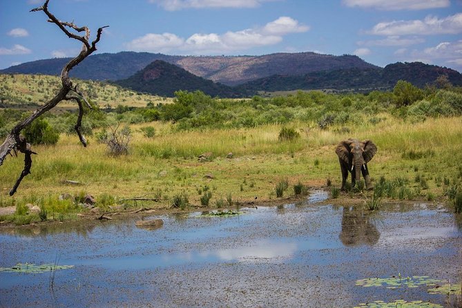 Full Day Ultimate Pilanesberg National Park Safari From Johannesburg or Pretoria - Included in the Tour