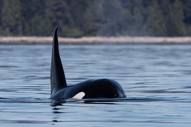 Full Day Whale Watching Campbell River - Meeting and Pickup Details