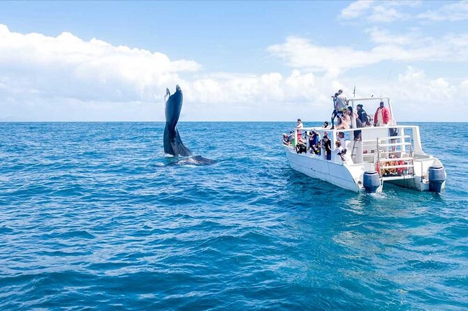 Full-Day Whale Watching Tour in Samana Bay From Punta Cana - Whale Sighting Guarantee