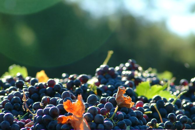 Full-Day Wine Tour Around Luberon From Marseille - Inclusions and Exclusions of the Tour