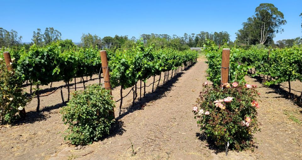 Full-Day Wine Tour to Napa & Sonoma 3 Tastings Included - Tasting Experiences