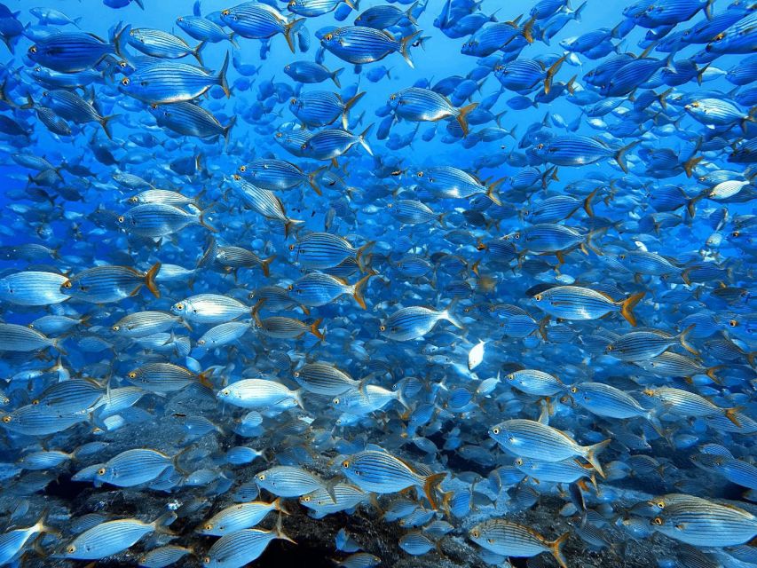 Funchal: Marine Reserve of Garajau Snorkeling Trip - Equipment and Safety