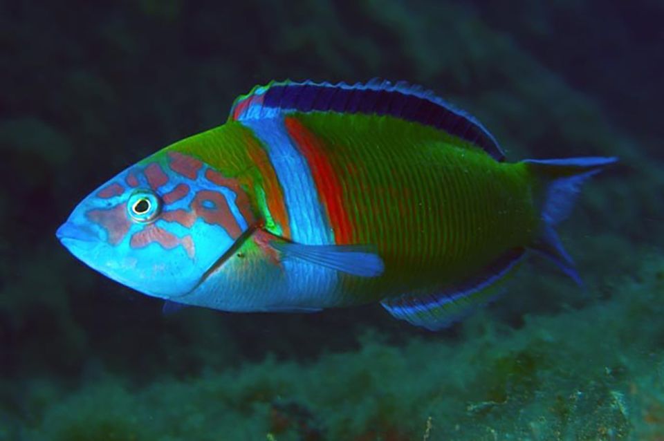 Funchal: Scuba Diving Experience for Beginners - Trial Diving Session