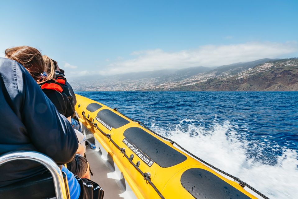 Funchal: Whale and Dolphin Watching Speed Boat Tour - Customer Feedback and Ratings