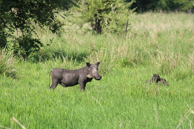 Game Drive in the Mosi Oa Tunya National Park - Livingstone - Chance to Spot White Rhinos