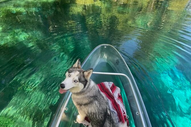 Glass Bottom Kayak Tours of Silver Springs - Wildlife Spotting Opportunities