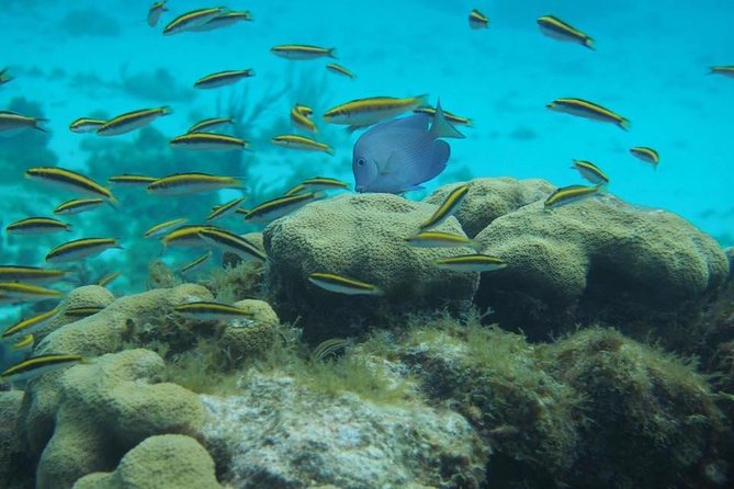 Grand Cayman Cruise: Starfish Point, Stingray City, Coral Garden - Stingray City: Swim With Stingrays