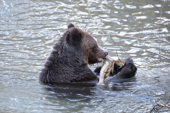 Great Bears of Bute: Grizzly Bear Viewing & Indigenous Cultural Tour - Homalco Indigenous Cultural Encounters