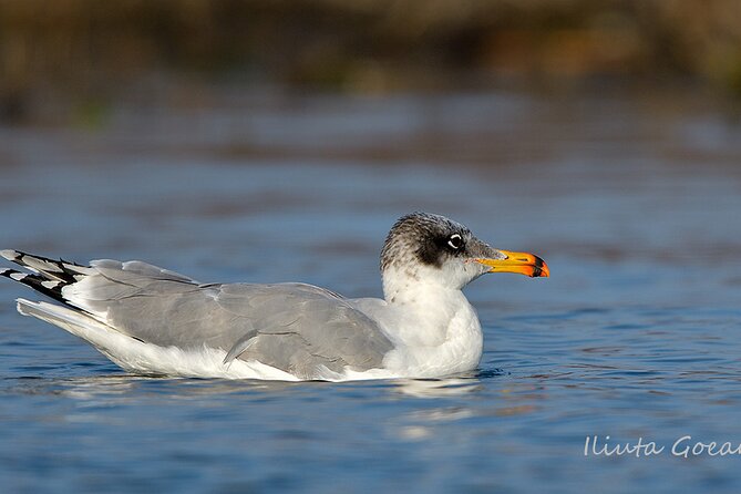 Guided Birdwatching Day Trip to the Danube Delta - Private Program - Recommended Items