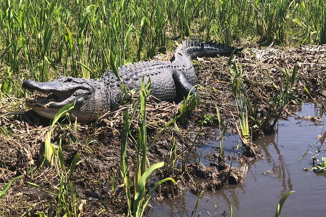 Guided Boat Tour of New Orleans Bayou and Wildlife - Pricing and Booking