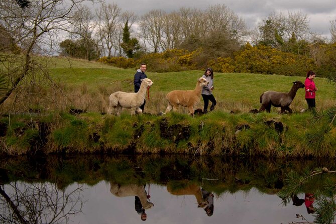 Guided Scenic Alpaca Trekking Experience Northern Ireland - Getting to the Meeting Point