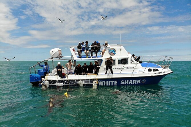 Guided Shark Cage Diving With Hookah Air Supply in Gansbaai - Tour Dates and Timing