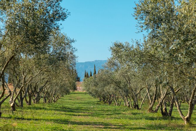 Guided Tour and Olive Oil Tasting in Mallorca - Guided Tour of Olive Grove