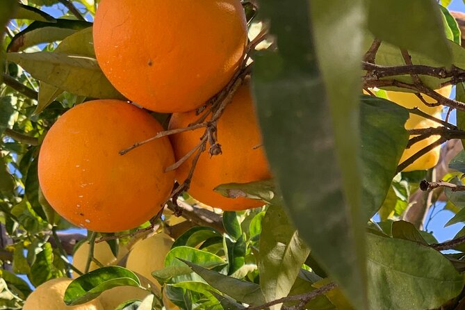 Guided Tour of a Historic Lemon Grove in Sorrento - Accessibility and Group Size