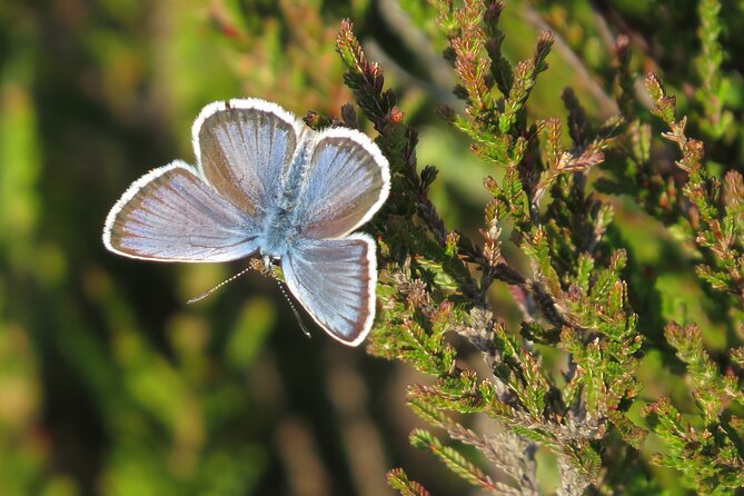 Guided Walking Tour of New Forest National Park in Hampshire - Intimate Wildlife Encounter