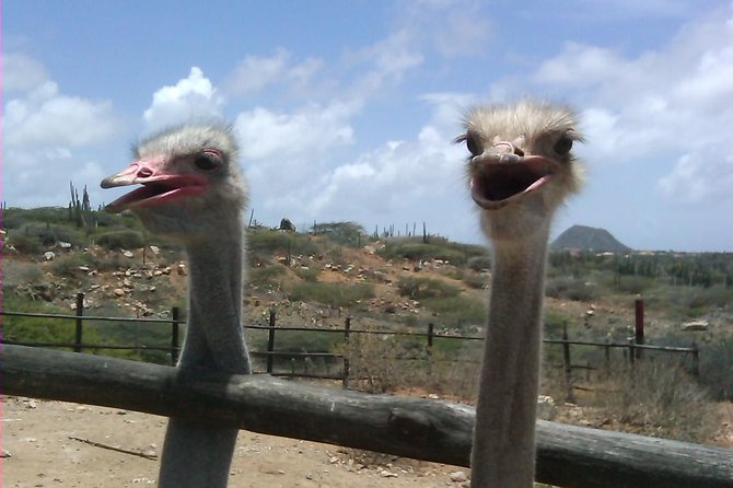 Half-Day Aruba Animal Sanctuary Guided Tour - Donkey Sanctuary Exploration