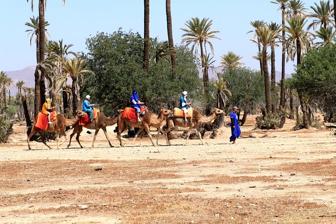 Half-Day Palm Grove Desert Quad & Camel Tour - Berber Village Visit