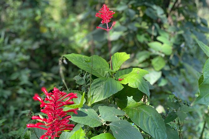 Half-Day River Adventure in El Yunque With a Local - Indulging in Traditional Puerto Rican Cuisine