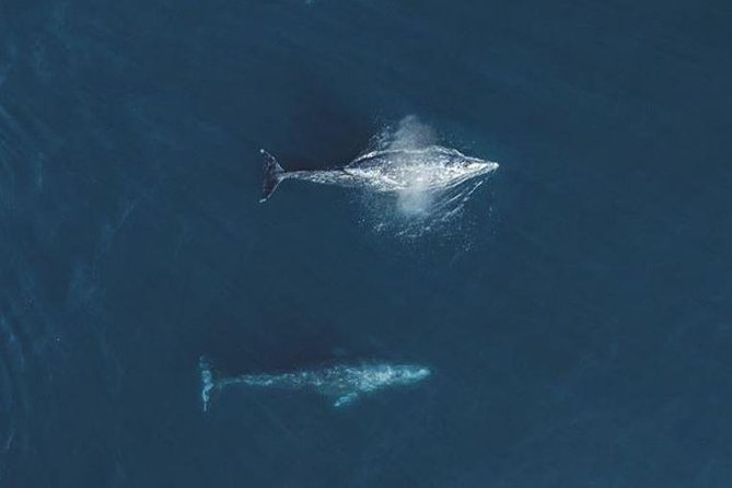 Half-Day Whale Watching Tour From Monterey - Marine Life Encounters