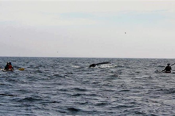 Harbour Kayak Tour - Kayaking in Newfoundland and Labrador