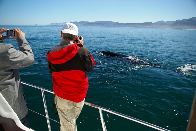 Hermanus Whale Watching Shared Boat Trip and Private Wine Tour From Cape Town - Tasting Renowned Regional Wines